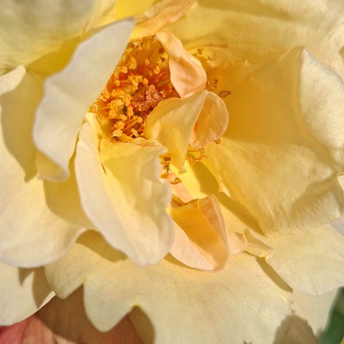 Yellow rose artwork