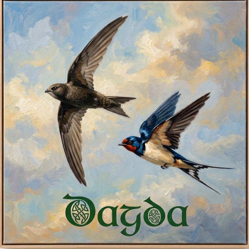 Swift Swallow  artwork